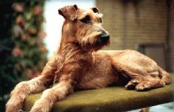 Irish Terrier Mike
